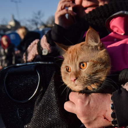 A woman carrying a cat waits to enter a bus for refugees at a railway station